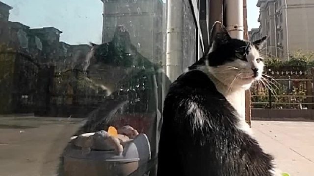 小奶猫，有大猫欺负我，你能帮我吗？喵师傅：小事情，搞定了