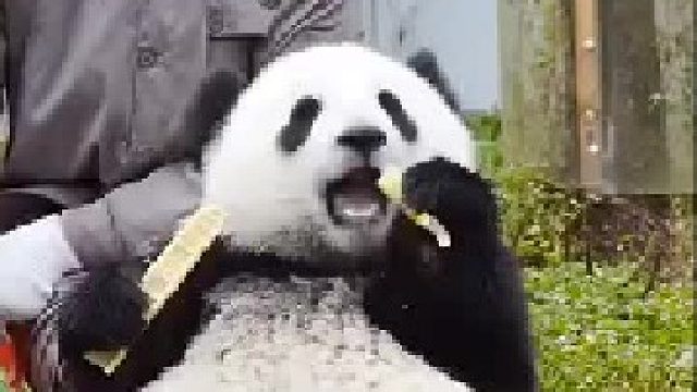 啊啊啊太心爱了啊