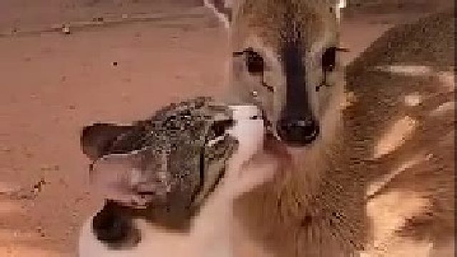 跨越种族的友谊有多美好