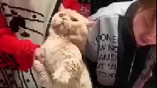 猫：我不能哭！我是一只坚强的小猫咪！