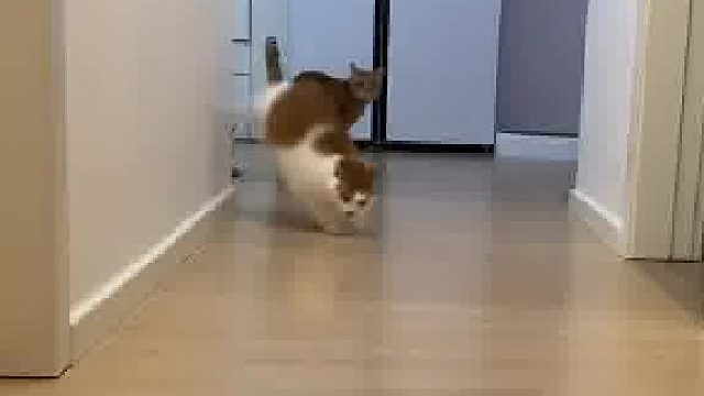 一只很忙，一只很蒙