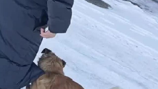 狗狗：我想跟你玩 没想到你想坐死我