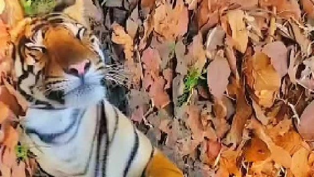 荒山野岭这样躺着，万一妖怪来了，该怎么办？