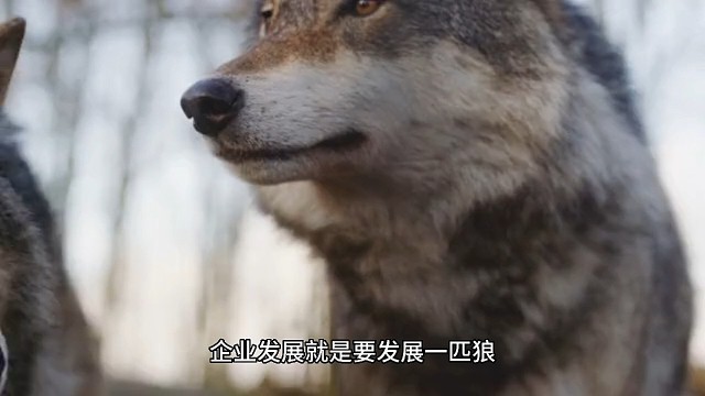 企业发展就是要发展一匹狼