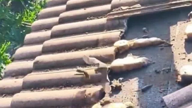 蝙蝠持家，镇守百年老宅，这房子还能修吗？