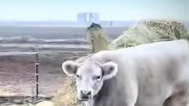 这牛怎么长的流里流气的