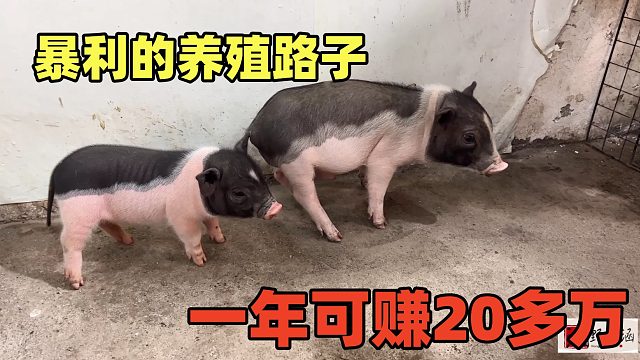 暴利的养殖路子，一年可赚20多万，我又养了一对发种，市场需求大