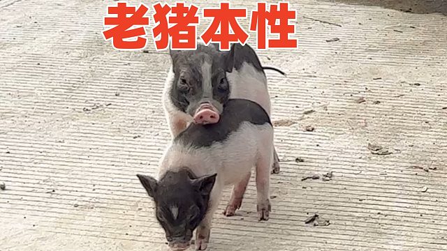 粘猪的小家伙，老猪本性暴露，花样撩妹！【第112天】
