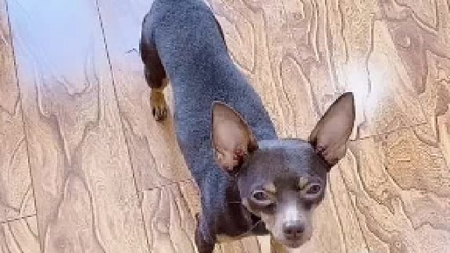 狗子的智商到底有多高