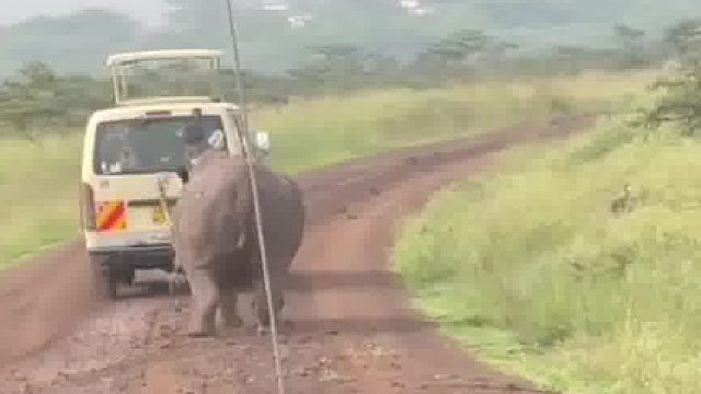 犀牛的脾气可真不好惹……