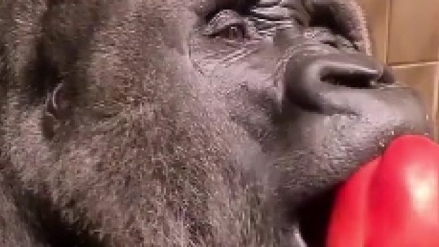 这应该是吃播的天花板了