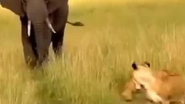 大象袭击母狮后没有赶尽杀绝放过了狮子宝宝