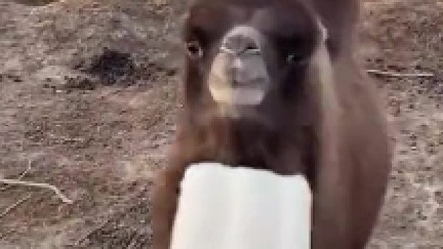 走遍了整个沙漠，我都没能找到这个味道