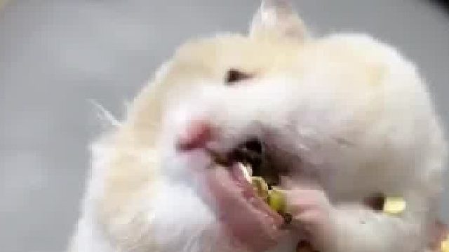 仓鼠这小家伙真能炫，有点吃的就不知道自己是谁了