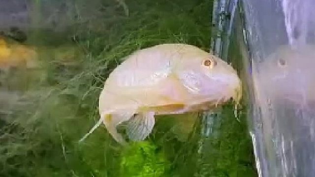 这鱼应该看过孙子