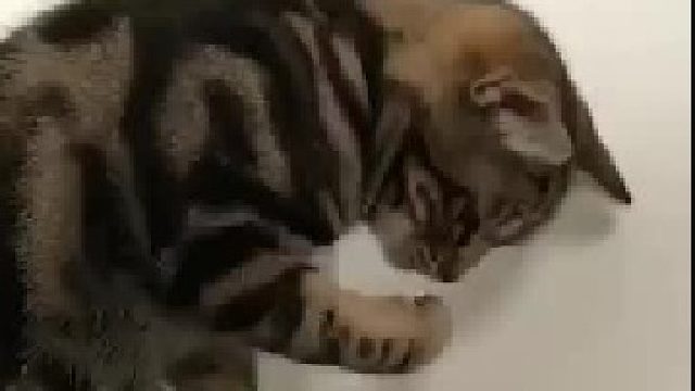 确认过眼神是惹不起的鱼