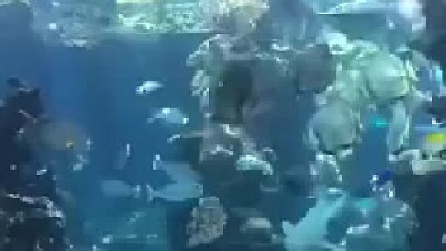 水族馆的一位工作人员正在清理水池玻璃，一头呆萌可爱的豹纹鲨游了过来，求抱抱还要摸肚皮才可以