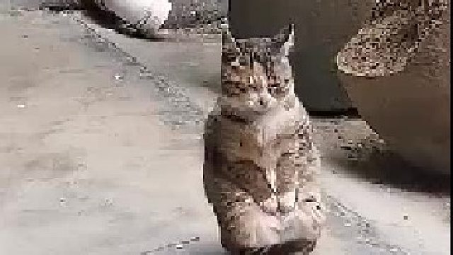 为什么能有这么可爱的猫咪！！