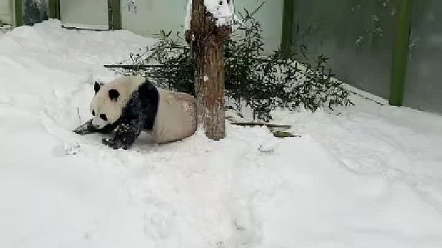 灵岩用实际行动回答“雷达奶爸”