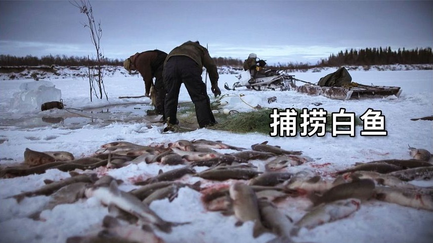 零度以下的生活：捡257枚鹅蛋、狩猎3只野鸭、挖木苏根
