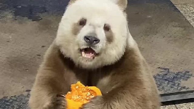 仔仔最近爱上了吃南瓜