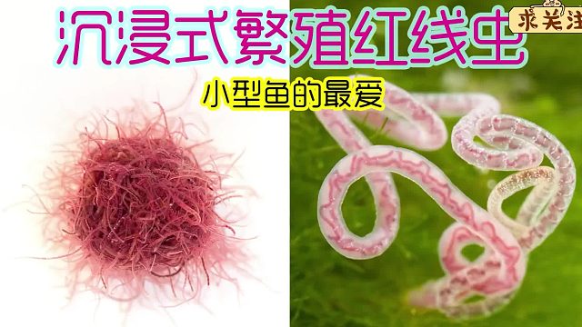 沉浸式养红线虫，简单易繁殖的教程来了