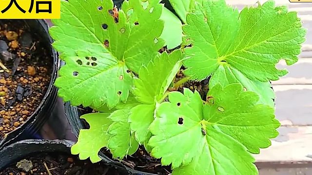 沉浸式种草莓，400天历尽艰险实现草莓自由