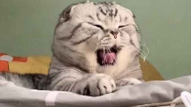 猫咪能有什么坏心思，他只不过是嫌弃你罢了