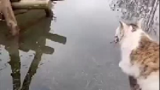 猫生百态！哈哈哈谁这么有才！这不就是我们的人生么