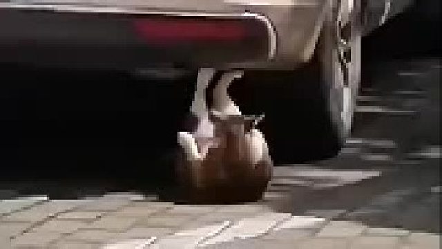 小猫咪都这么努力了，你还有什么理由偷懒呢