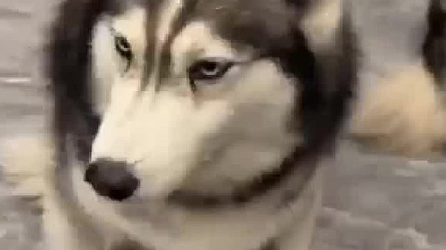 狗狗护食经常被挨嘴巴子，久而久之就学会了闪躲