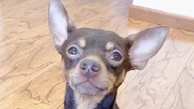 这哪是狗啊，就是个小人精