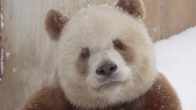 超级会营业的七仔仔！就这么坐着让游客拍照