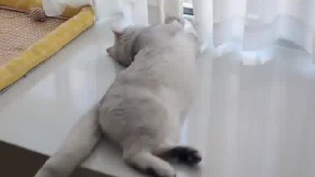 你永远叫不醒一只装睡的猫咪