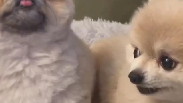 贱兮兮的小黄：你爱咋咋地，随便叫