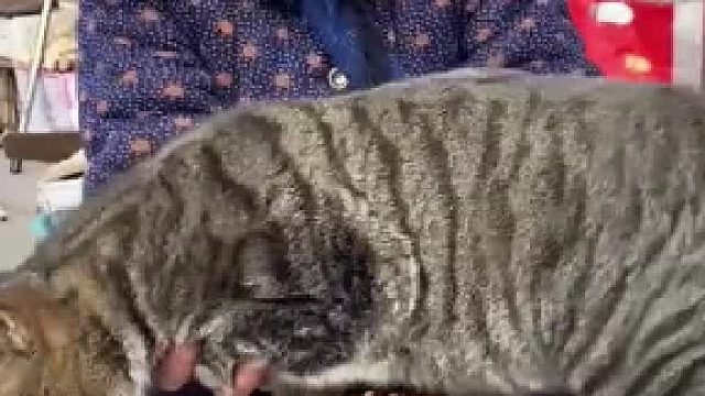 当奶奶将养猪的技巧用在养猫上