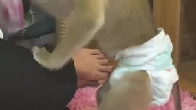 好聪明的小猴子