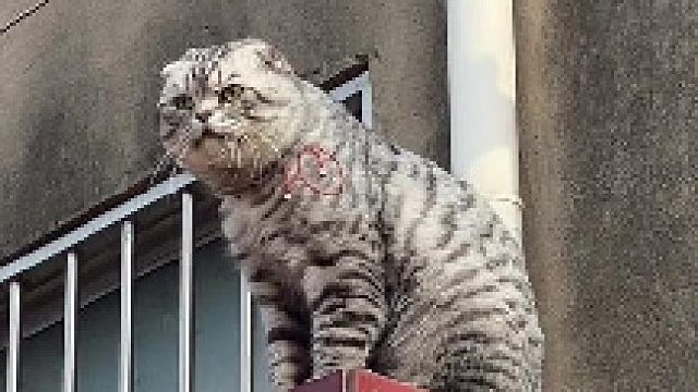 猫猫的事情你少管