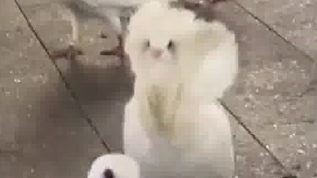 做最优雅的鸽子精