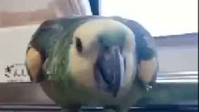 鹦鹉大兄弟也很喜欢吃串串哈