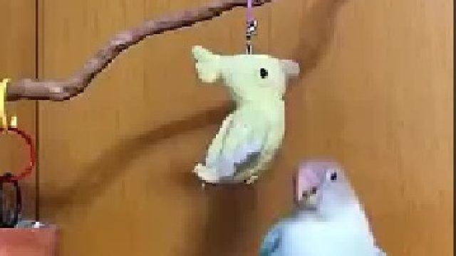 鹦鹉的语言能力极强，没想到运动能力也这么强