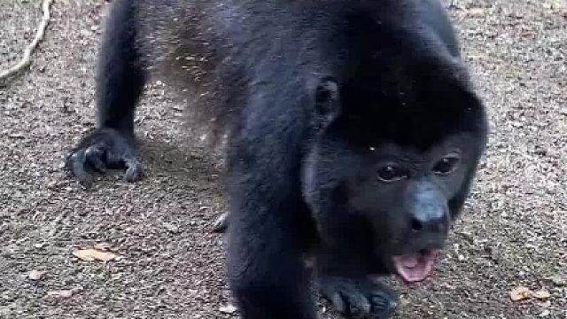 这是狗还是熊还是猴，看着四不像