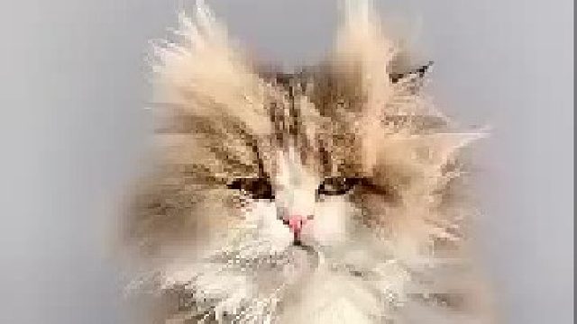 有小伙伴说想看鳌拜？