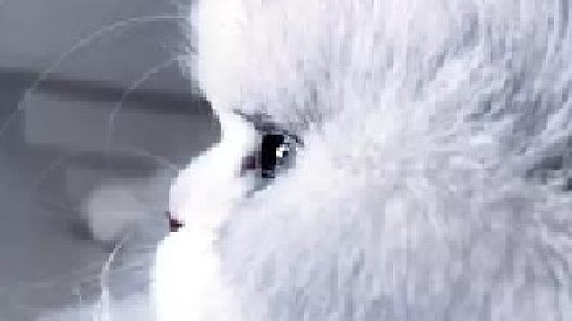 把你的主子发评论区瞅瞅