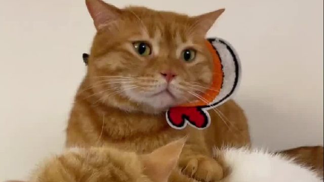 e猫和i猫的区别，看看你们家的是i猫还是e猫呢？