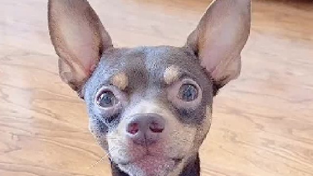 差点被主人绕蒙圈的狗子