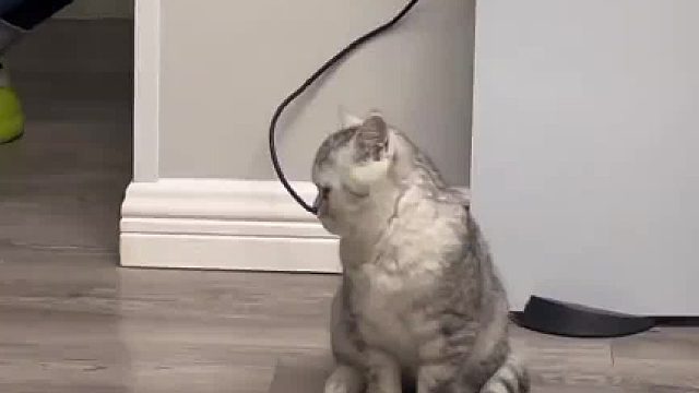 猫猫第一次感受到了人间险恶，哈哈哈哈哈