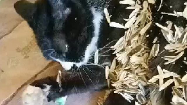 猫：主人净一天霍霍我... ...真闲的啊