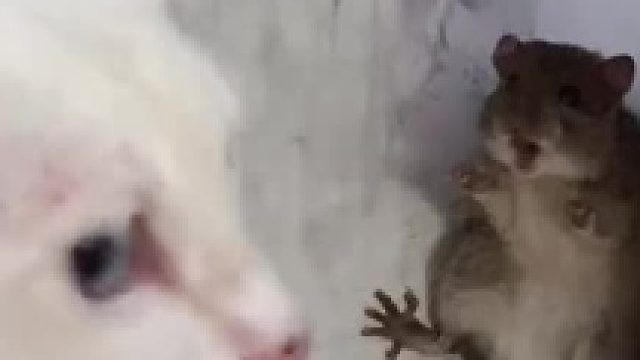 老鼠都被吓成啥样了，估计在它眼中，猫咪就跟咱们眼中的老虎一样