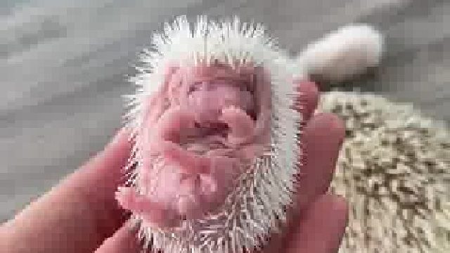 刺猬宝宝好像一个毛绒绒的荔枝？